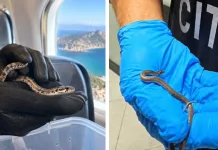 Panicǎ într-un avion din Italia după ce un șarpe veninos a apărut printre scaune 1
