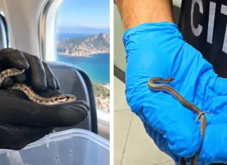 Panicǎ într-un avion din Italia după ce un șarpe veninos a apărut printre scaune 1