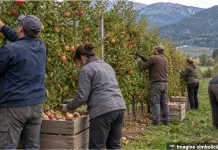 Peste 100 de muncitori străini exploatați în Italia, după ce au plătit până la 12.000 de euro pentru a lucra în Italia 1